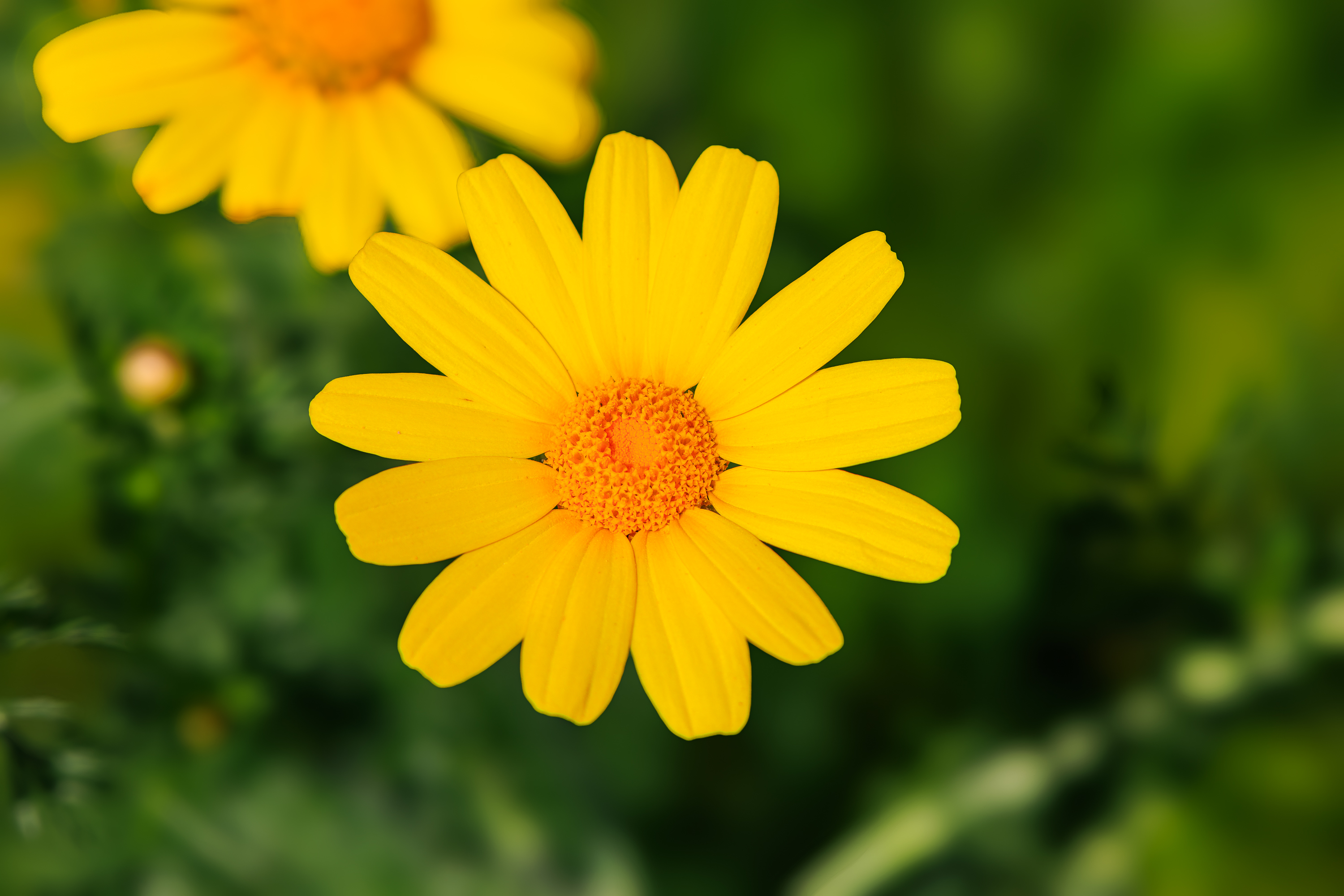 Blumen