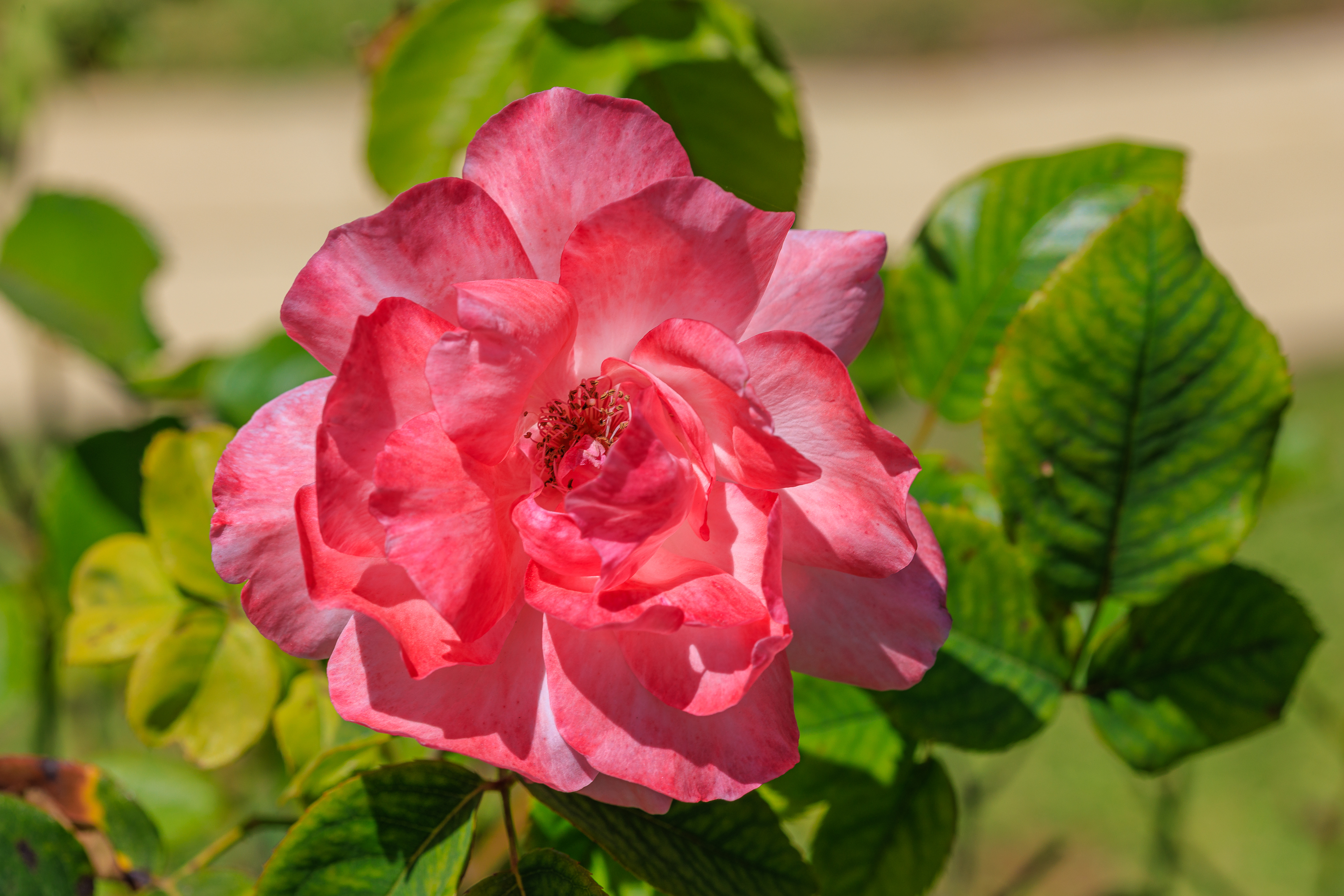 Blume am Wegesrand