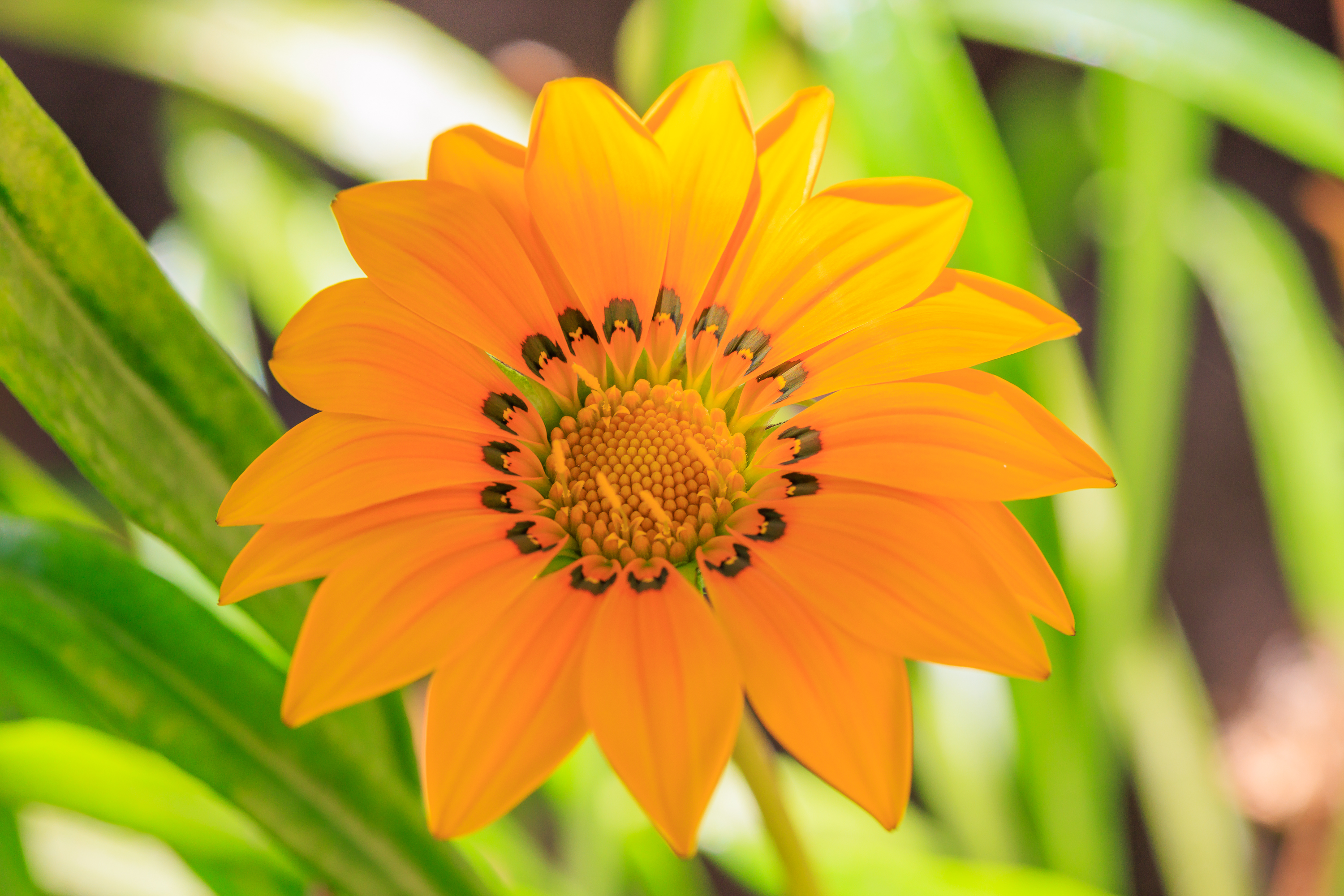 Blume im Garten
