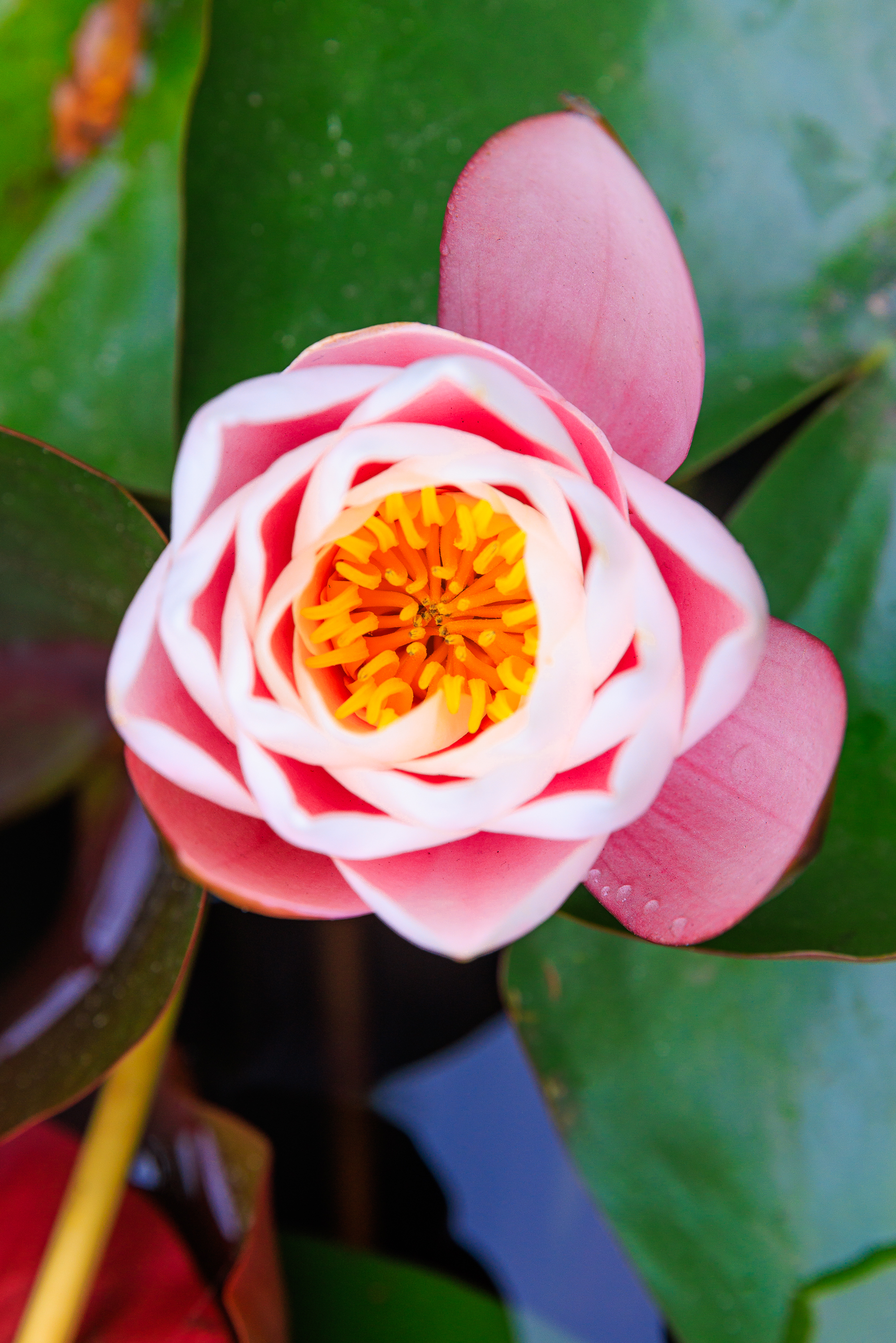 Lotusblüte