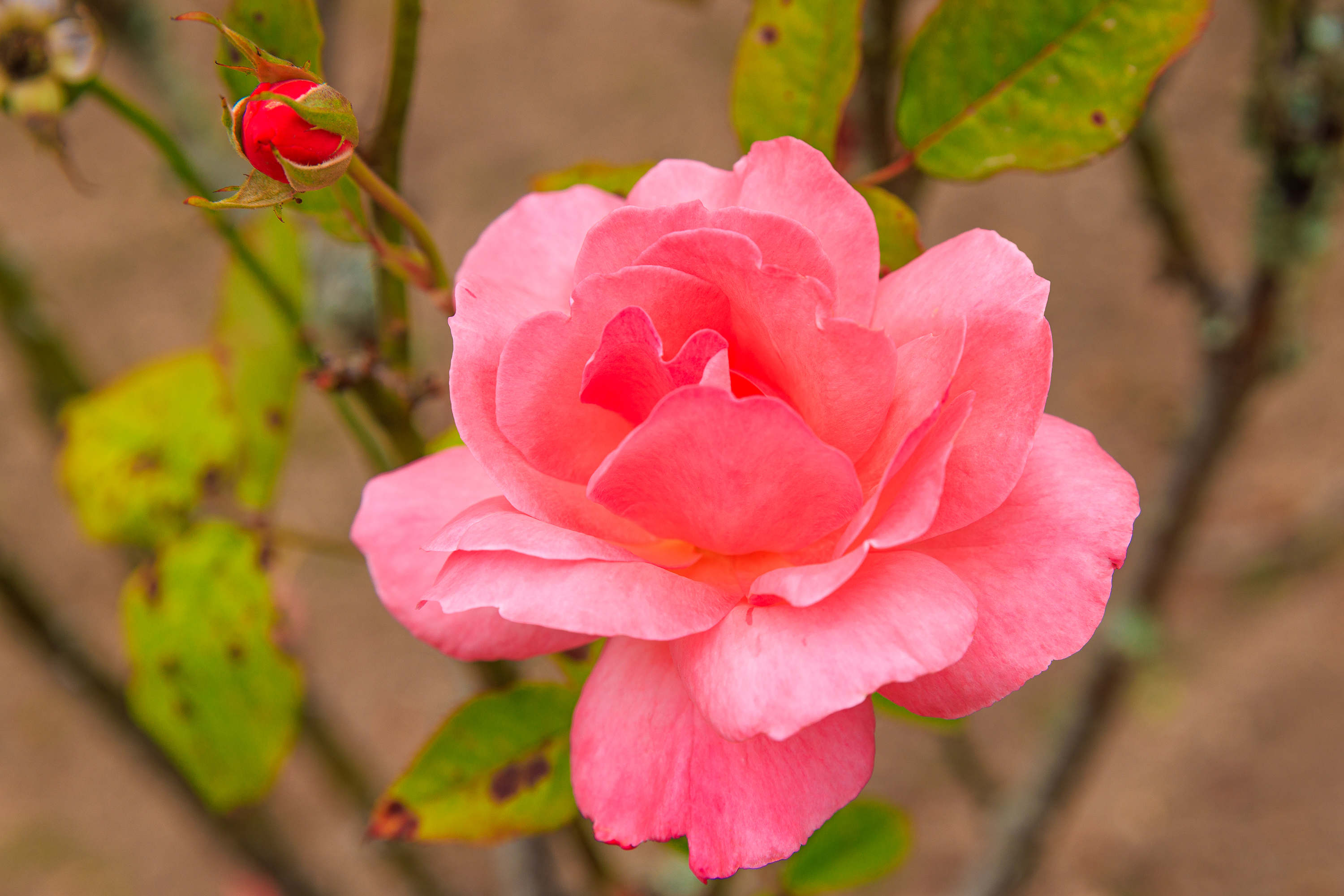 Rosenblüte